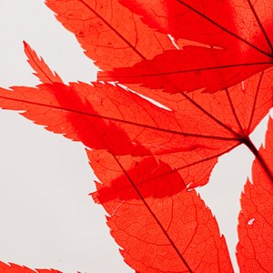 Plante immergée erable rouge h26