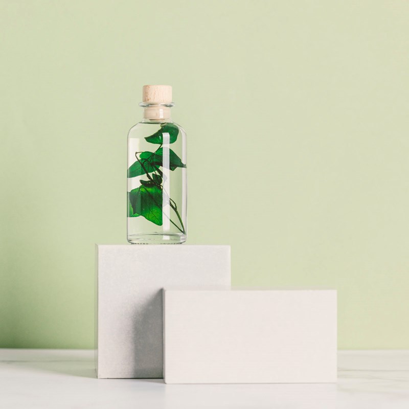 Théophile berthon 1867 - Plante immergée lierre helix vert h12