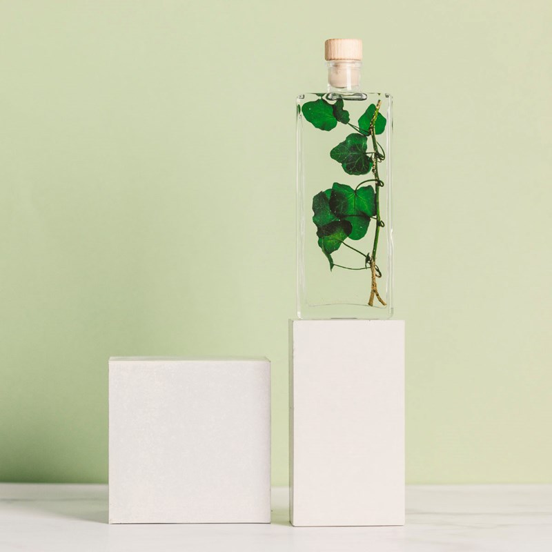 Théophile berthon 1867 - Plante immergée lierre helix vert h17