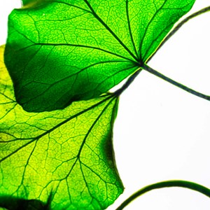 Plante immergée lierre helix vert h21