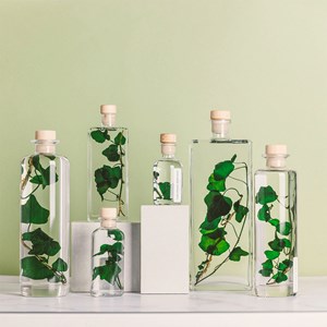 Plante immergée lierre helix vert h21