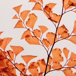 Plante immergée luthi terracotta h26