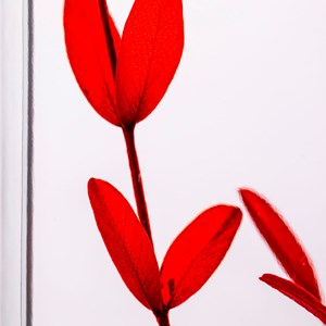 Plante immergée parvifolia rouge h10