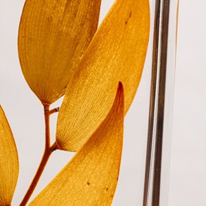 Plante immergée ruscus automnal h10