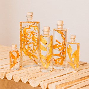 Plante immergée ruscus automnal h23