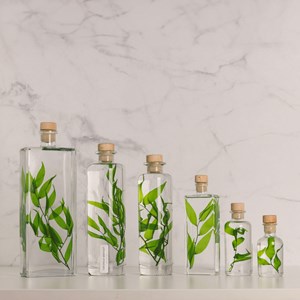 Plante immergée ruscus italien h23