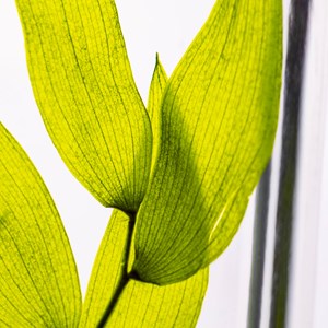 Plante immergée ruscus italien h26