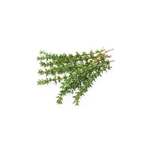 Thym à thymol (thymus zygis) - huile essentielle bio - 30ml garantie chromacert®