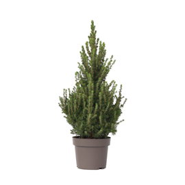 Picea glauca conica december