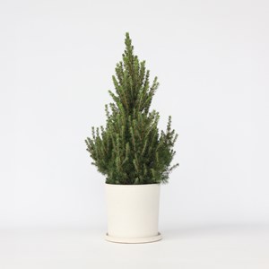 Picea glauca conica december