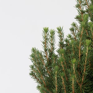 Picea glauca conica december