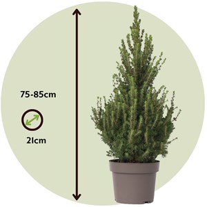 Picea glauca conica december