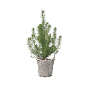 Pinus pinea 'silver crest' avec panier