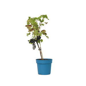 Vitis vinifera ‘nero’ xl