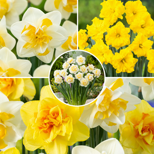 Bulbes de narcisse à fleurs doubles - 60