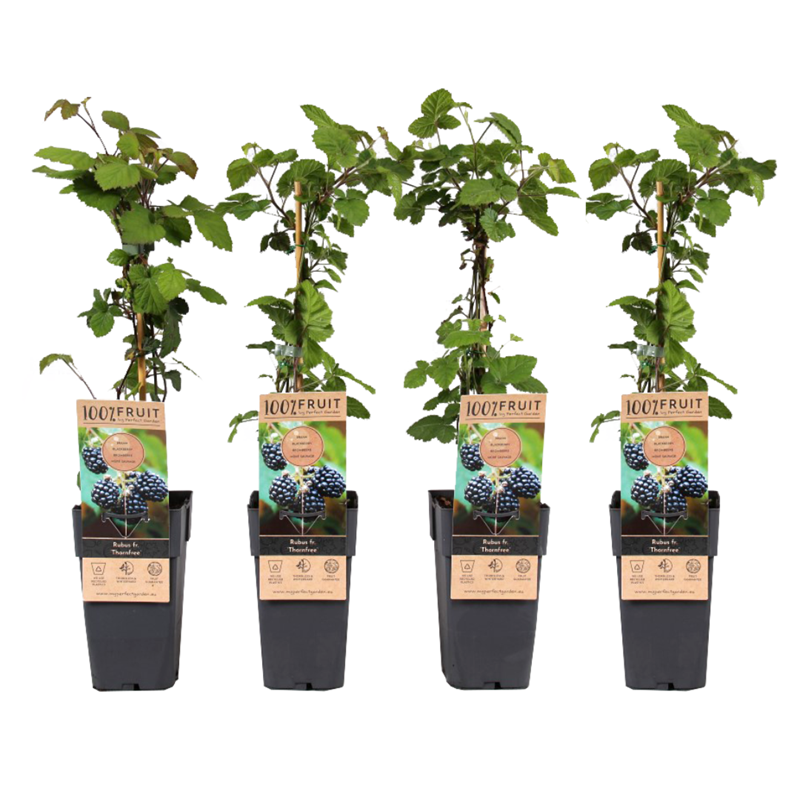 Rubus fruticosus thornfree - 4