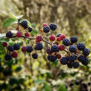 Rubus fruticosus thornfree - 4