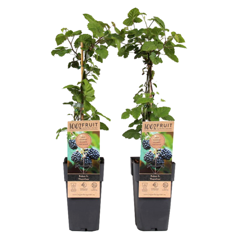 Rubus fruticosus thornfree - 2