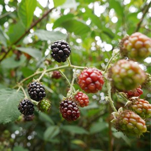 Rubus fruticosus thornfree - 2