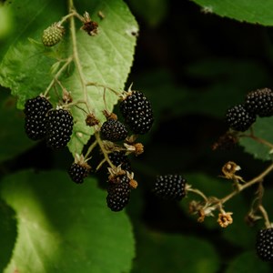 Rubus fruticosus thornfree - 2