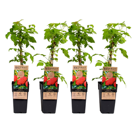 Rubus idaeus malling promise - 4