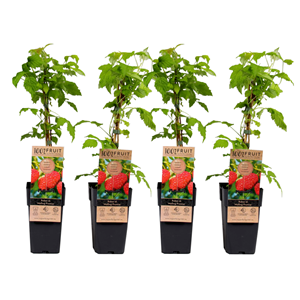 Rubus idaeus malling promise - 4