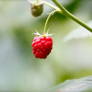 Rubus idaeus malling promise - 4