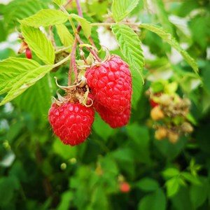 Rubus idaeus malling promise - 4