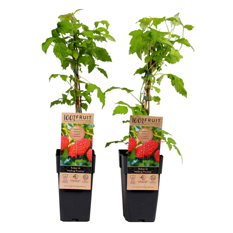 Rubus idaeus malling promise - 2