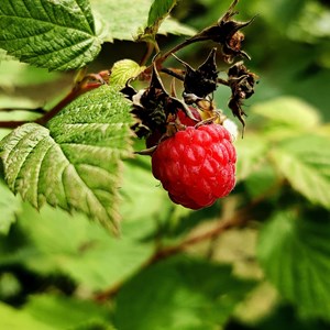 Rubus idaeus malling promise - 2