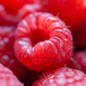 Rubus idaeus malling promise - 2