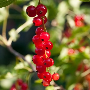 Groseille rouge jonkheer van tets - 4