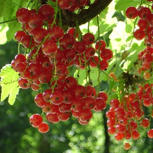 Groseille rouge jonkheer van tets - 4