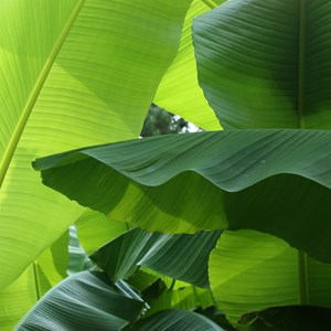 Bananier rustique xl