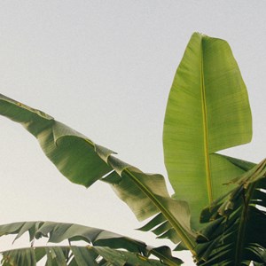 Bananier rustique xl