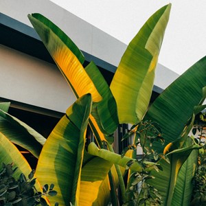 Bananier rustique xl