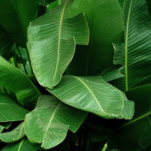 Bananier rustique xl