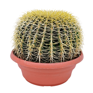 Echinocactus grusonii