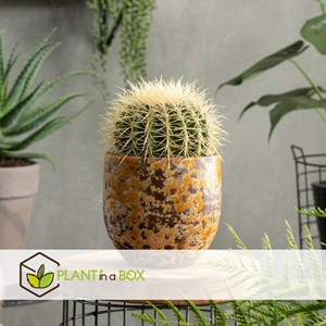 Echinocactus grusonii