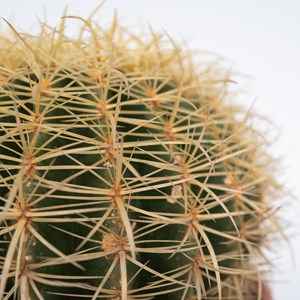 Echinocactus grusonii