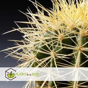 Echinocactus grusonii