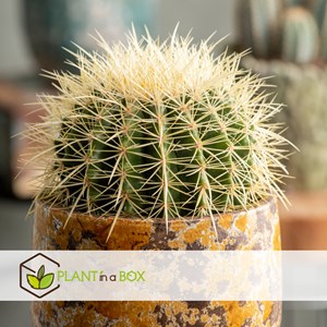 Echinocactus grusonii