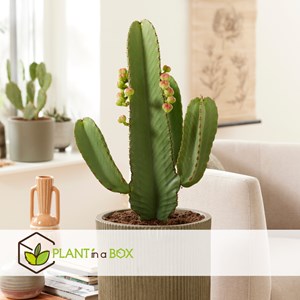 Euphorbia ingens xl