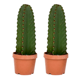 Euphorbia ingens - 2