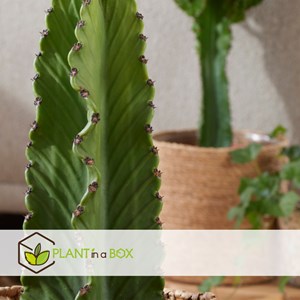 Euphorbia ingens - 2