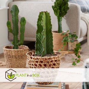 Euphorbia ingens - 2