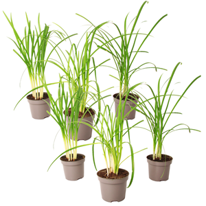 Tulbaghia knobikraut ail sauvage - 3