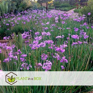 Tulbaghia knobikraut ail sauvage - 3