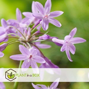 Tulbaghia knobikraut ail sauvage - 3