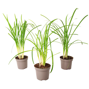 Tulbaghia knobikraut ail sauvage - 3